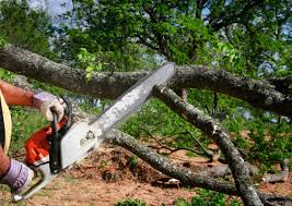 Best Seasonal Cleanup  in Fergus Falls, MN